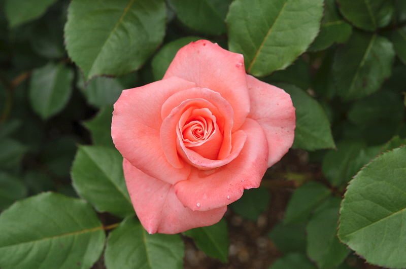 image0406
