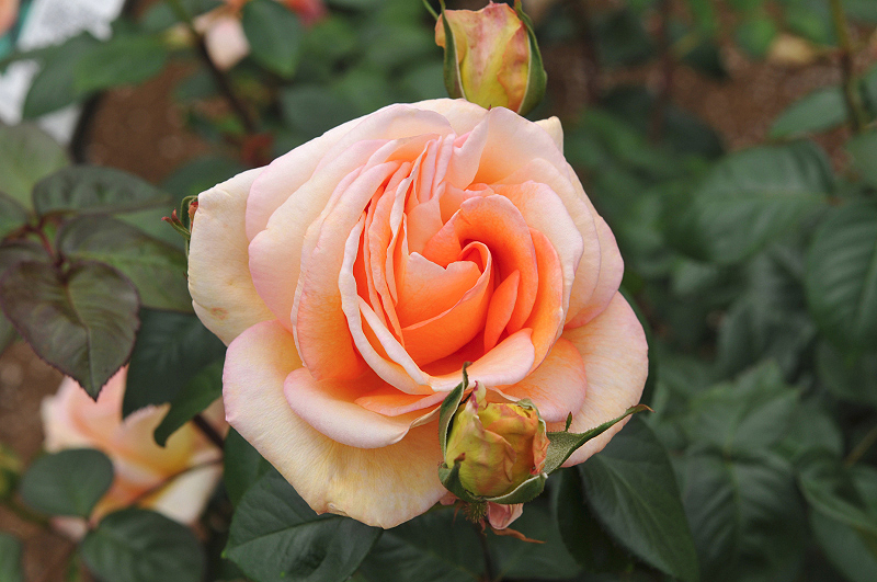 image0408