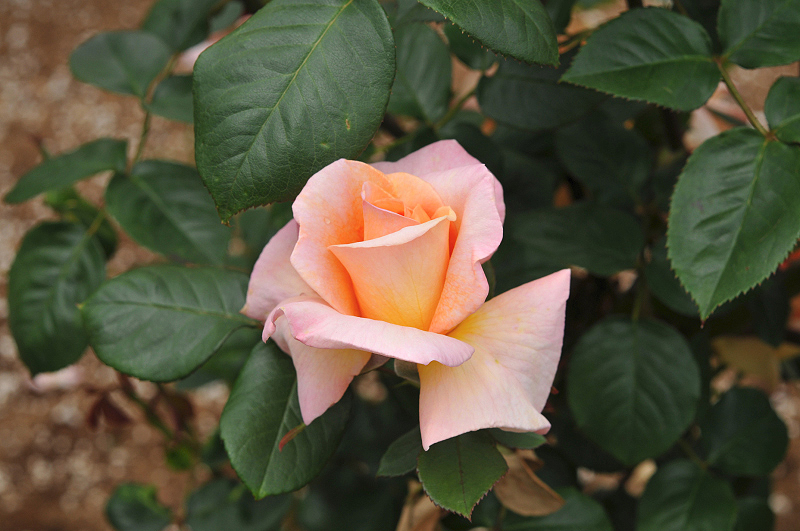 image0409