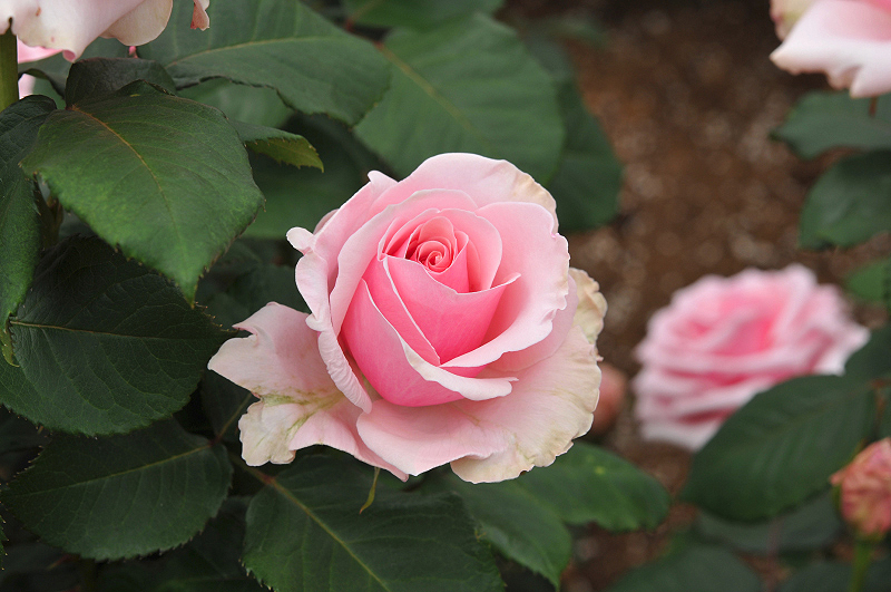 image0414