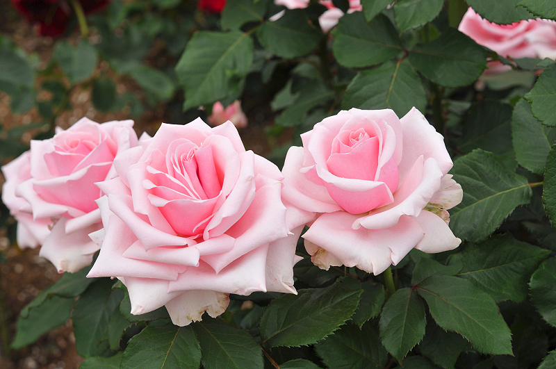image0415