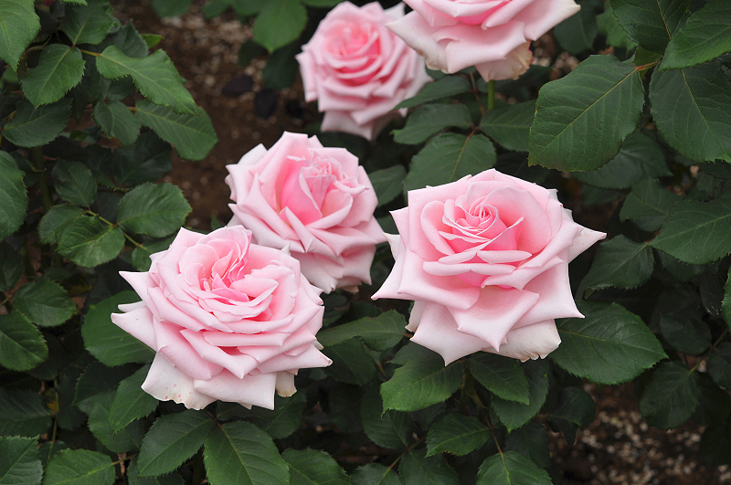 image0416