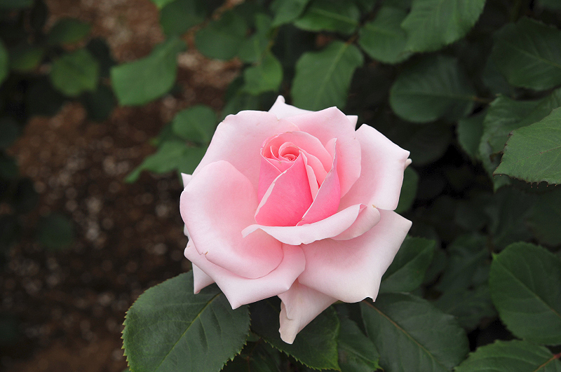 image0418