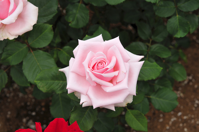image0419