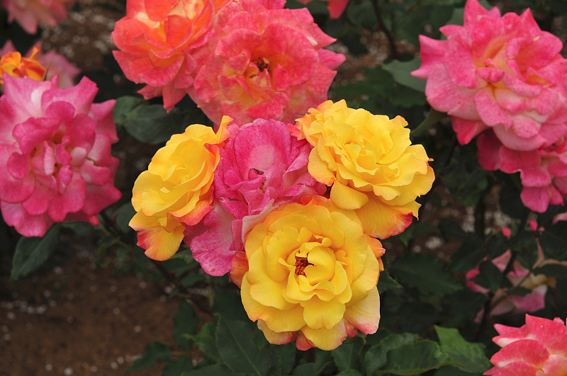 image0421