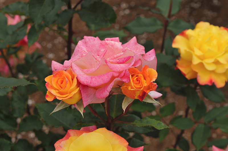 image0422