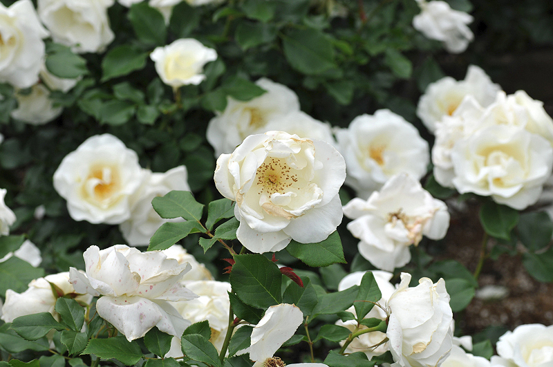 image0424