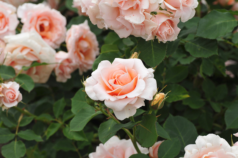 image0425