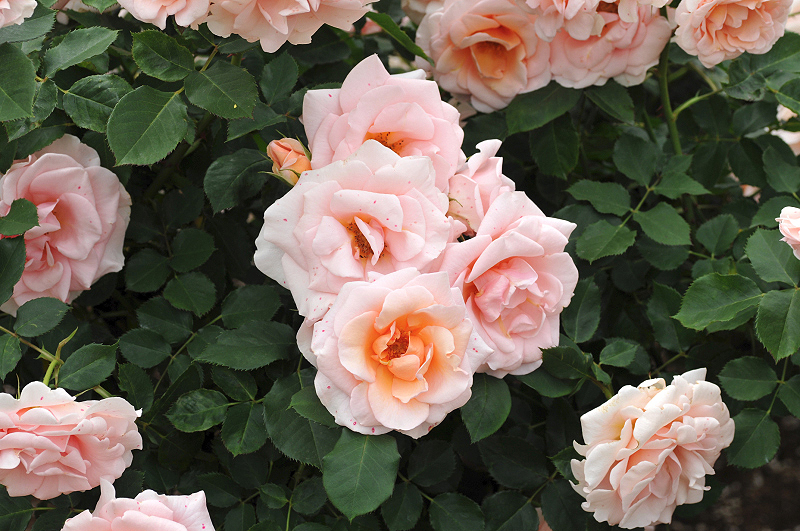 image0426