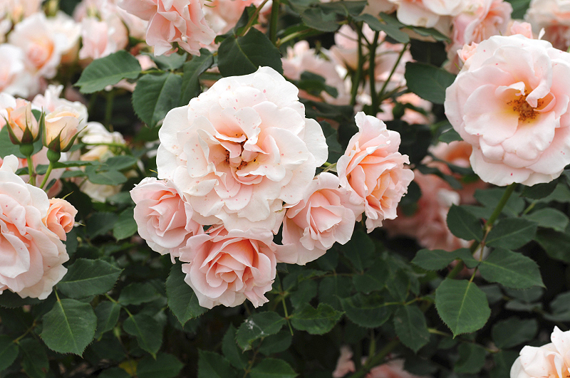 image0427
