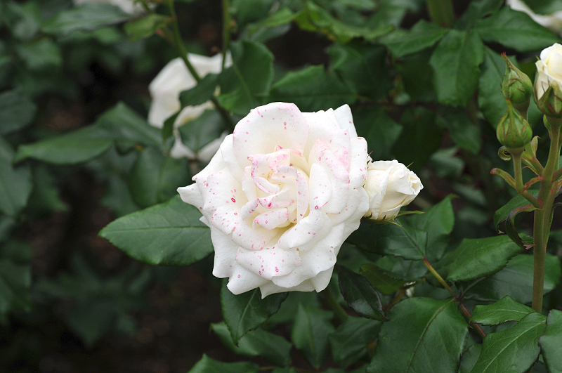 image0429