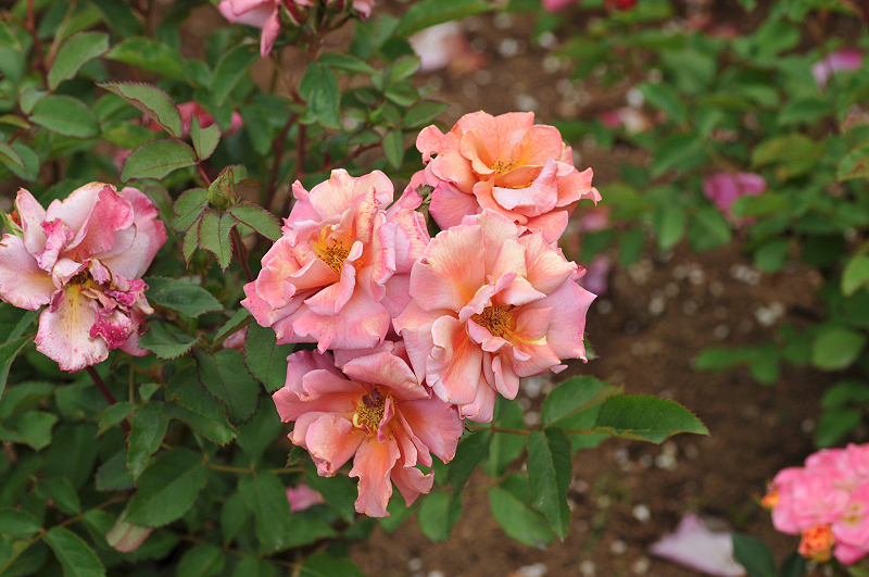 image0431