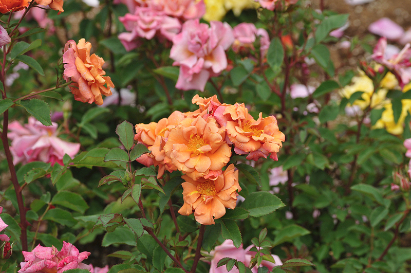 image0432