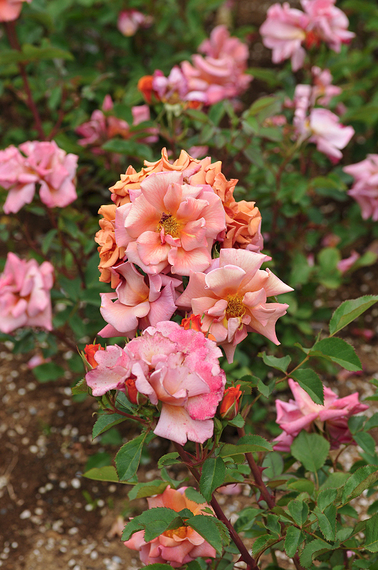 image0433