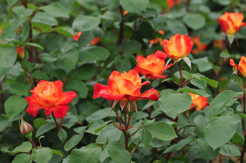 image0434