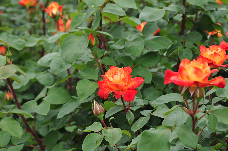 image0435