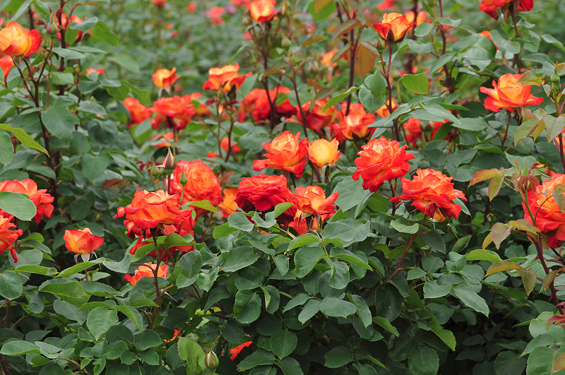 image0436