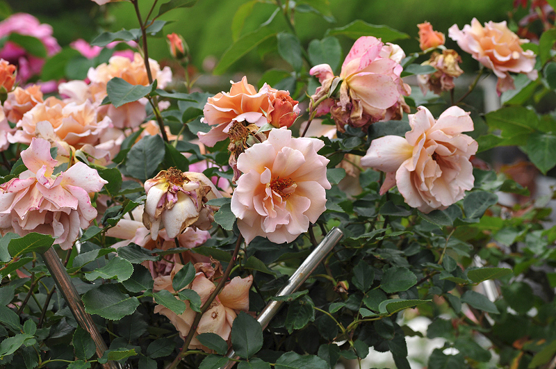 image0437