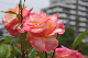 image0164