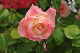 image0165