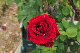 image0166