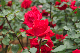 image0174