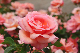 image0176