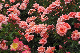 image0177