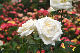 image0181