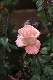 image0183