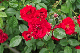 image0187
