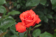 image0188
