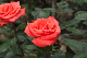 image0189