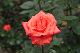 image0190