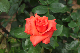 image0191