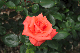 image0192