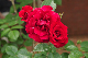 image0194