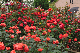 image0196