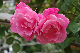 image0198