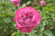 image0202