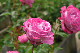 image0203