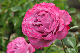 image0205