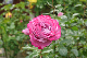 image0206