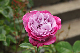 image0207
