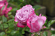 image0209