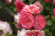 image0213
