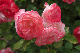 image0214