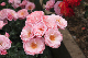 image0218