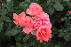 image0222