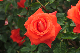 image0226